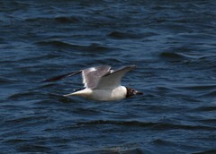 Leucophaeus atricilla megalopterus