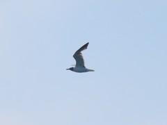 Leucophaeus atricilla megalopterus