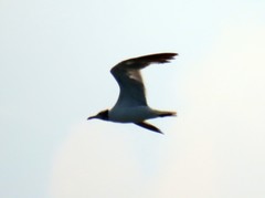 Leucophaeus atricilla megalopterus