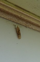 Eucosma ochrocephala