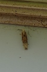 Eucosma ochrocephala