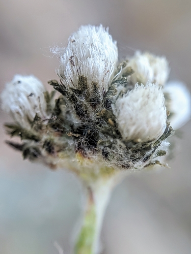 Rocky Mountain pussytoes (Antennaria media)