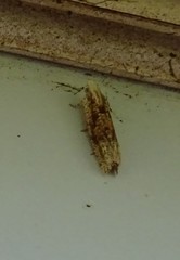 Eucosma ochrocephala