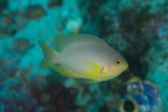 Pomacentrus amboinensis