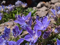 Campanula piperi