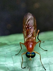 Ptecticus testaceus