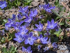 Campanula piperi