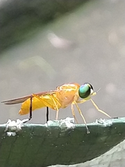 Ptecticus testaceus