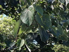 Idesia polycarpa