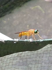 Ptecticus testaceus