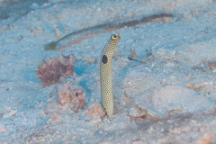 Heteroconger hassi