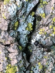 Camponotus pennsylvanicus
