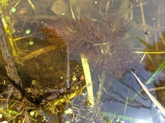 Ceratophyllum echinatum