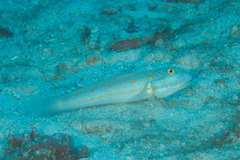Valenciennea puellaris