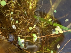 Ceratophyllum echinatum