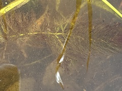 Ceratophyllum echinatum