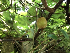Actinidia setosa