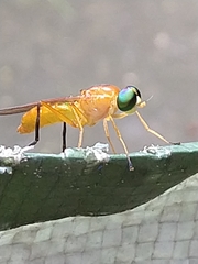 Ptecticus testaceus