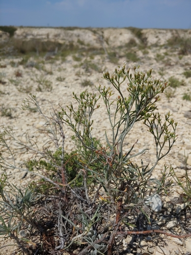 spreading buckwheat (Eriogonum helichrysoides)
