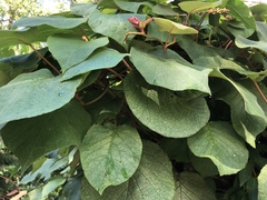 Actinidia setosa