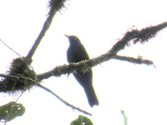 Turdus leucops