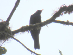 Turdus leucops
