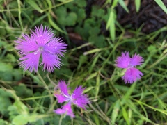 Dianthus longicalyx
