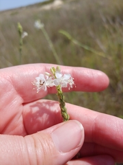 Oenothera glaucifolia