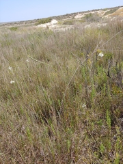 Oenothera glaucifolia