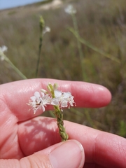 Oenothera glaucifolia