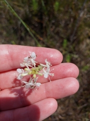 Oenothera glaucifolia