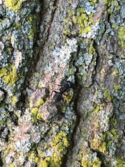 Camponotus pennsylvanicus