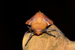 Westindia haxairei