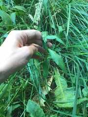 Persicaria maculosa
