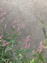 Persicaria maculosa