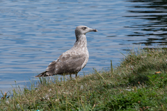 Larus argentatus