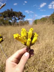 Handroanthus coronatus