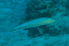 Hologymnosus doliatus