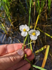 Sagittaria cristata