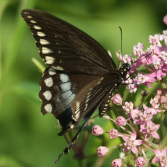 Papilio troilus