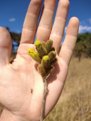 Handroanthus coronatus