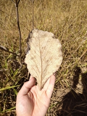 Handroanthus coronatus