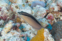 Pseudochromis perspicillatus