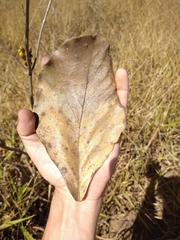 Handroanthus coronatus
