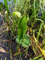 Sagittaria cristata