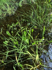 Sagittaria cristata