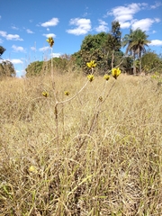 Handroanthus coronatus