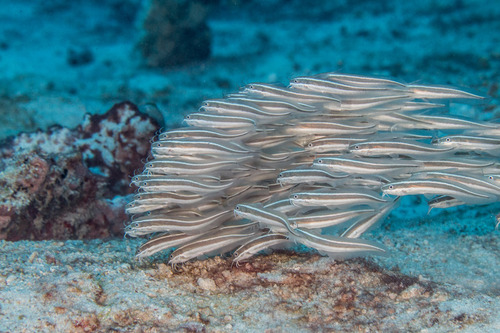 Striped Eel Catfish