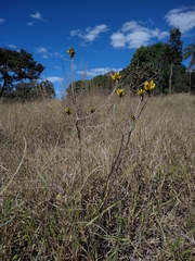 Handroanthus coronatus