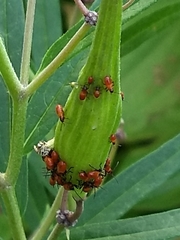 Oncopeltus fasciatus